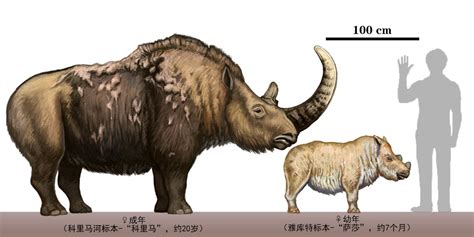 woolly rhino size comparison